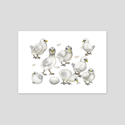 Chicks - Fine art print