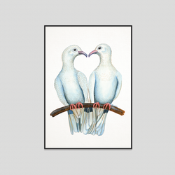 Dove - Fine art print