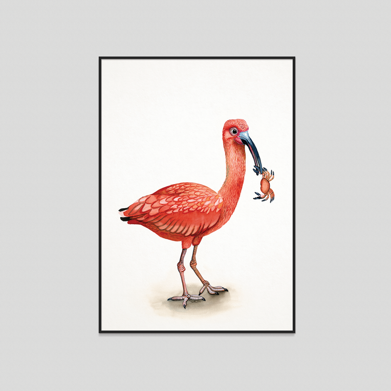 Iris - Fine art print