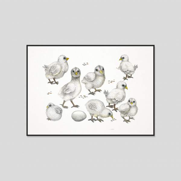 Chicks - Fine art print