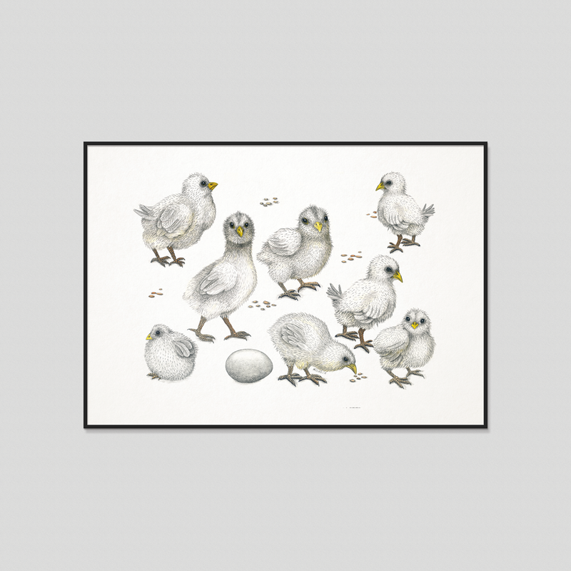 Chicks - Fine art print