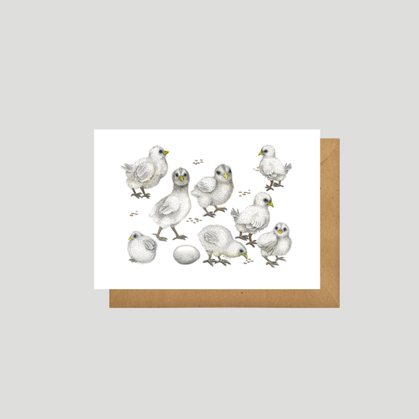 Chicks - Postcard