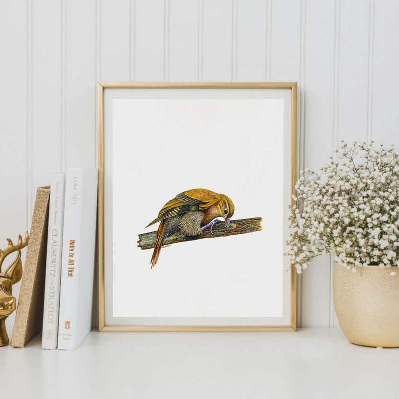 xenops bird art print