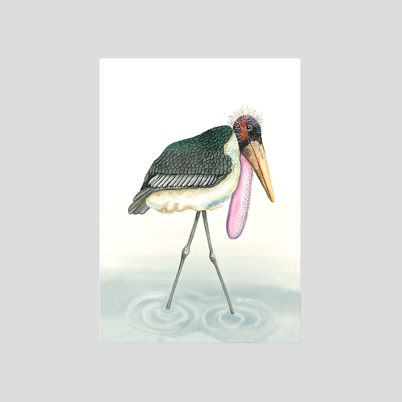 Marabou - Fine art print